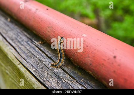 Primo piano della Eastern Tent Caterpillar che sale su un palo rosso dalle ringhiere in legno usurate dalle intemperie Foto Stock