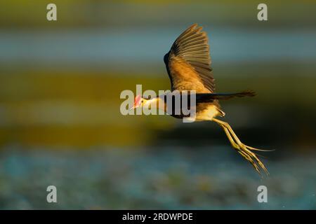 Jacana a cresta pettine - Irediparra gallinacea anche lotusbird o lilytrotter, uccello d'acqua in Irediparra, su vegetazione galleggiante, in Borneo, Filippine, S Foto Stock