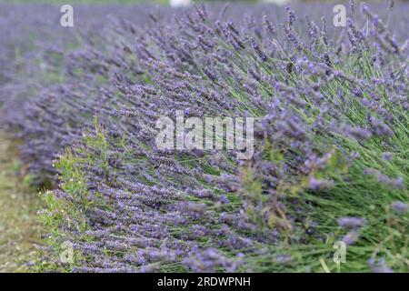campo di lavanda Foto Stock