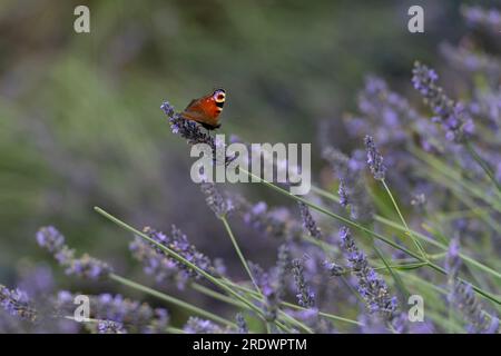 Farfalla pavone Foto Stock