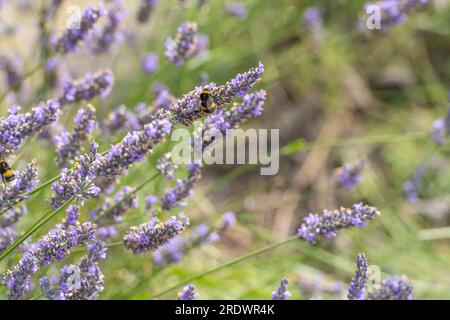 ape su lavanda Foto Stock