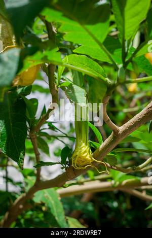 splendido sfondo naturale nel giardino estivo Foto Stock