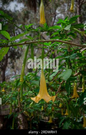 splendido sfondo naturale nel giardino estivo Foto Stock