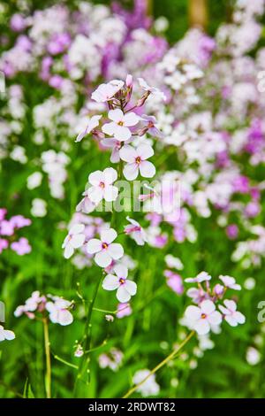 Immagine verticale di fiori perenni viola The Dames Rocket con sfondo floreale sfocato Foto Stock