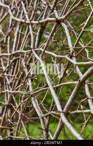 Vigne naturali astratte che curvano e si arrampicano su pareti invisibili sfondo foresta di Bernheim Foto Stock