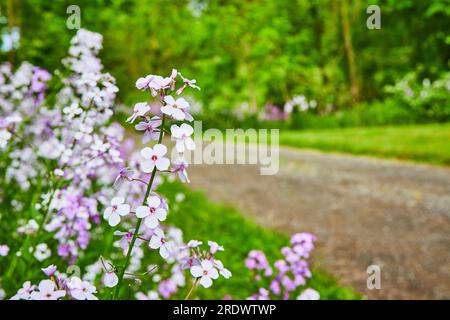 Stelo di splendidi fiori viola Dames Rocket in fiore con strade sfocate e piante in fiore Foto Stock
