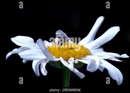 Hoverfly che mangia il nettare dalla cima di una signora delle nevi di Leucanthemum "Shasta Daisy" Foto Stock