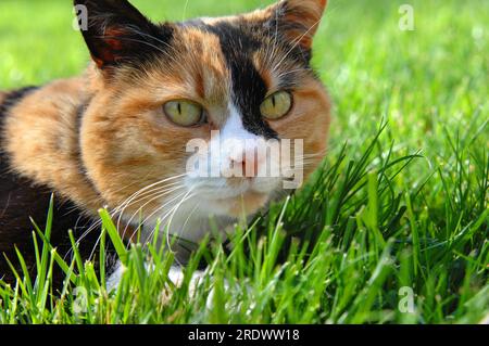 Foto ad angolo basso di un gatto calico mentre si insinua lungo il terreno dopo la sua preda. Primo piano mostra i colori nero, arancione e bianco. Foto Stock