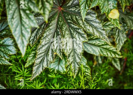 Begonia Gryphon ibrido con splendide foglie verdi e bianche e vene rosse Foto Stock