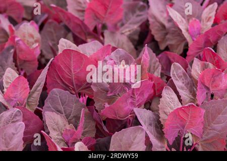 splendido sfondo naturale con fiori estivi Foto Stock