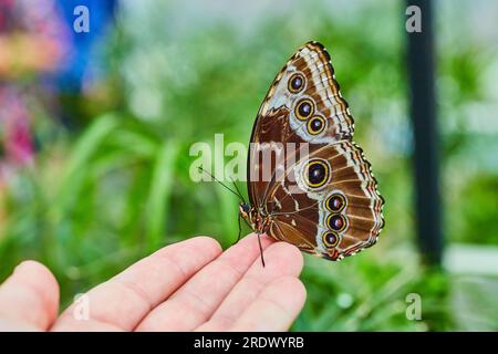 Mano bianca con farfalla Morpho blu marrone appoggiata sulle dita Foto Stock