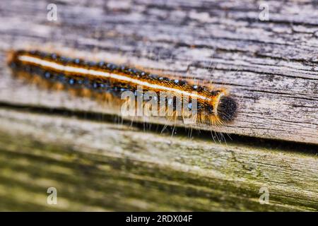 Foto macro della tenda orientale Caterpillar che cammina lungo il legno consumato con sfumature verdi Foto Stock