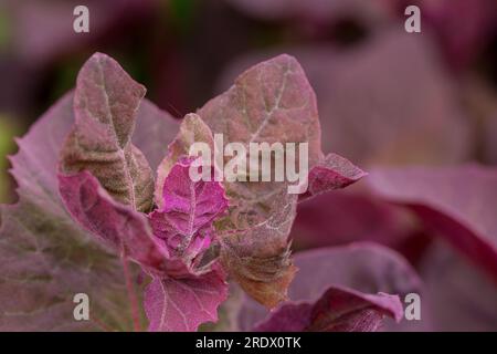 splendido sfondo naturale con fiori estivi Foto Stock