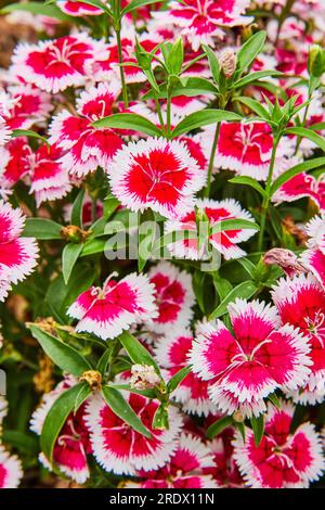 Verticale della splendida risorsa di giardino fiorito di Dianthus Chinensis rosa cinese Foto Stock