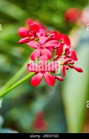 Macro shot verticale di gambi Peregrina con piccanti fiori e gemme rossi Jatropha Integerrim Foto Stock