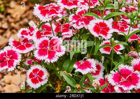 Splendido giardino fiorito di Dianthus Chinensis rosa cinese Foto Stock