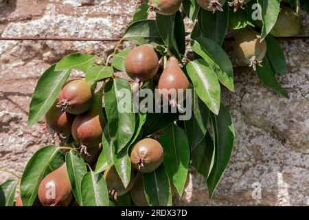 splendido sfondo naturale nel giardino estivo Foto Stock