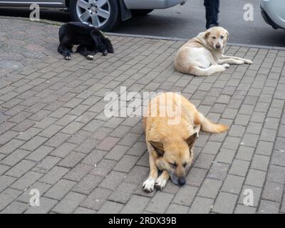 Tre cani giacciono sul marciapiede. Animali senzatetto. Bully Cat. Triste vita di strada. Cani di diversi colori. Per strada Foto Stock