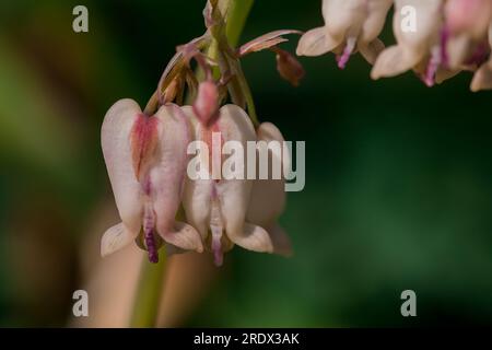 splendido sfondo naturale nel giardino estivo Foto Stock