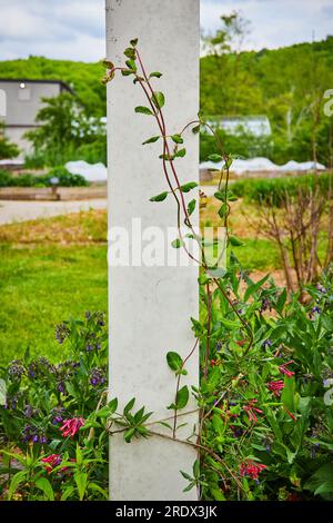 Lonicera Sempervirens tromba caprifoglio che sale su palo bianco in giardino durante l'estate Foto Stock