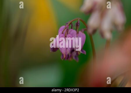 splendido sfondo naturale nel giardino estivo Foto Stock