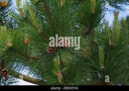 Coni di pino dall'aspetto natalizio su un bellissimo e verde albero ir di Natale. Foto Stock