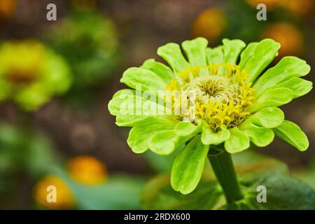 Zinnia elegge il fiore Queen Lime in piena fioritura con sfondo sfocato macro Foto Stock