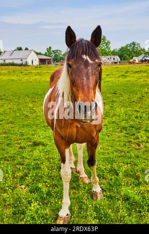 Intrigato cavallo marrone e bianco in un recinto erboso Foto Stock