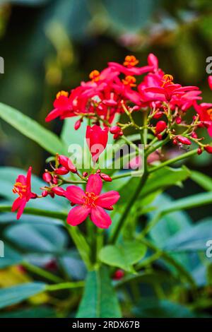 Vista ravvicinata verticale del gambo di Peregrina con piccanti fiori e gemme rossi di Jatropha Integerrim Foto Stock