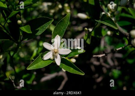 splendido sfondo naturale con fiori estivi Foto Stock