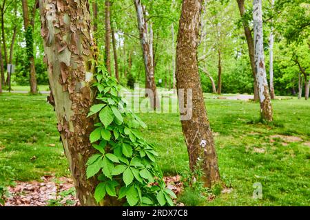 Vite Virginia Creeper che cresce sul lato dell'albero di betulla del fiume nell'Aerial Foundation Park Foto Stock