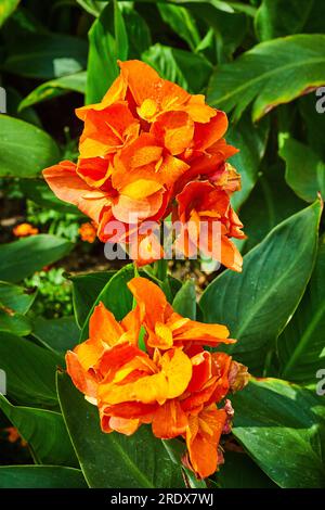 Canna o Yellow King Humbert The canna Lily con due splendidi fasci di petali di fiori d'arancio Foto Stock