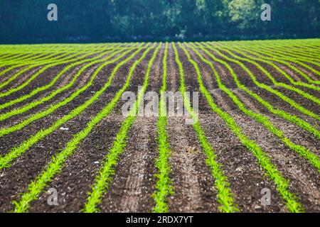 Campo di terra con giovani piante verdi brillanti in crescita Foto Stock