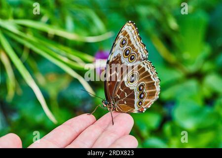 Farfalla Morpho blu appoggiata sulla punta delle dita con splendide ali marroni chiuse e motivo rivelatore Foto Stock