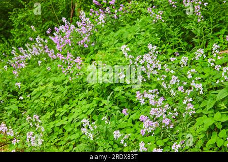 Collina ricoperta di piante verdi e fiori viola e bianchi Dames Rocket e Oxalis Triangularis-2 Foto Stock