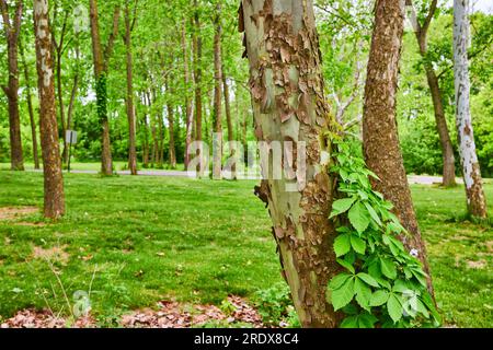 Tronco d'albero di River Birch con vite Virginia Creeper che cresce all'Aerial Foundation Park Foto Stock