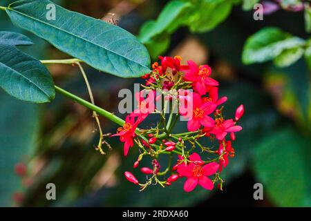 Vista ravvicinata orizzontale del gambo di Peregrina con piccanti fiori e gemme rossi di Jatropha Integerrim Foto Stock