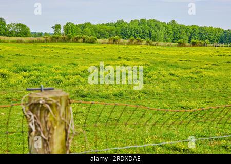 Campo verde con minuscoli fiori gialli e recinzione vicina con palo di legno ricoperto da vigne morte Foto Stock