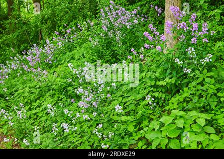 Collina ricoperta di piante verdi e fiori viola e bianchi Dames Rocket e Oxalis Triangularis Foto Stock