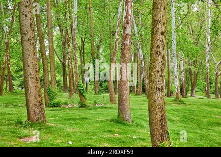 Parco forestale con lontane indicazioni all'indietro e alti alberi di betulla e acero ricoperti di muschio Foto Stock