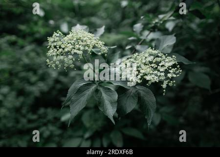 The Elderberry Sambucus nigra, Black elder, European elder, European black Elderberry, Der Schwarze Holunder, Schwarzer Flieder, Fliederbeeren o Crna Foto Stock