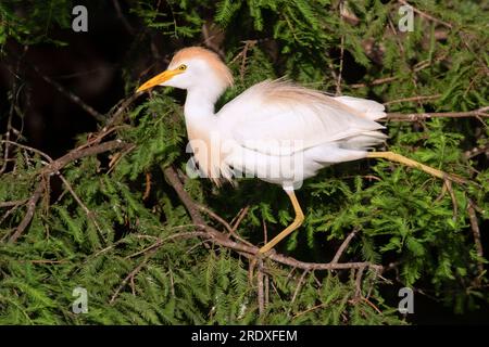 Egret di bestiame (Bubulcus ibis) bilanciamento su Tree Branch Foto Stock