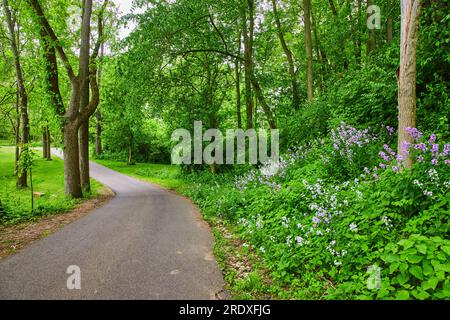 Parco della Fondazione aerea con alberi e colline ricoperte di Dames Rocket e fiori Oxalis Triangularis Foto Stock