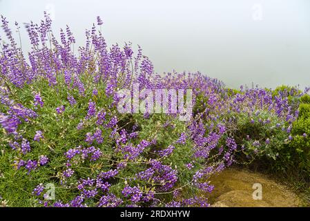 Fiori di lupino viola sul lato delle colline in una mattinata nebbiosa al Garrapata State Park, California Foto Stock