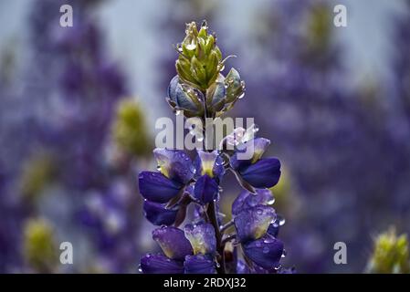 Primo piano del fiore di lupino viola con gocce di rugiada. Foto Stock