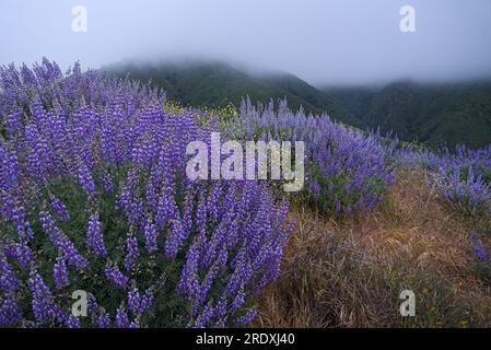 Fiori di lupino viola sul lato delle colline in una mattinata nebbiosa al Garrapata State Park, California Foto Stock