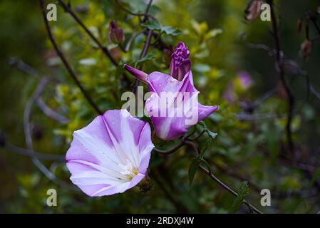 Vista ravvicinata della fioritura di fiori viola mattutini gloriosi al mattino primaverile al Garrapata State Park. Foto Stock