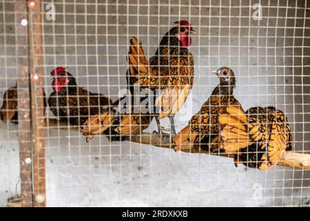 Uccello di pollo Golden sebright nella gabbia. Messa a fuoco selettiva. Foto Stock