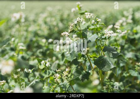 Molti splendidi fiori di grano saraceno che crescono nei campi. Panorama agricolo. Foto Stock