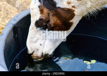 Lama beve acqua da un secchio, testa da vicino Foto Stock